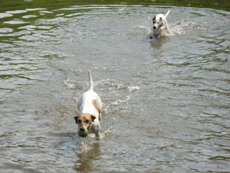 Agility09 218.jpg