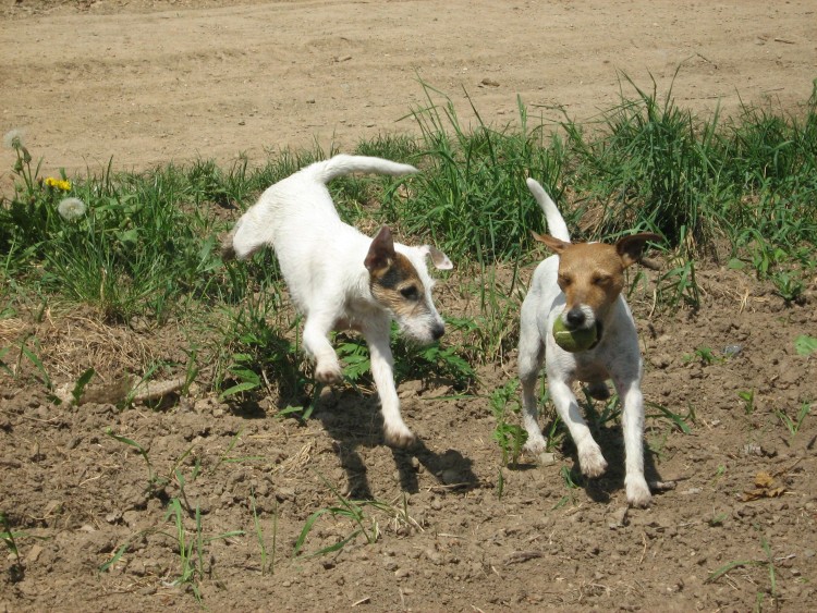 Agility09 236.jpg