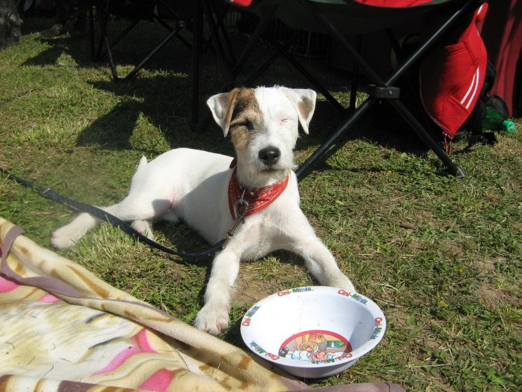 Agility09 152.jpg