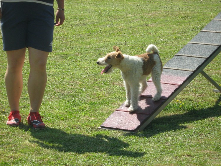 Agility09 166.jpg
