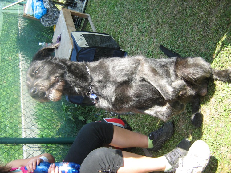 Agility09 154.jpg