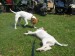Agility09 185.jpg