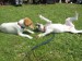 Agility09 191.jpg