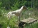 Agility09 241.jpg