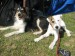 Agility09 079.jpg