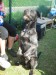 Agility09 154.jpg